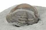 Wide, Enrolled Eldredgeops Trilobite Fossil - Silica Shale, Ohio #191151-2